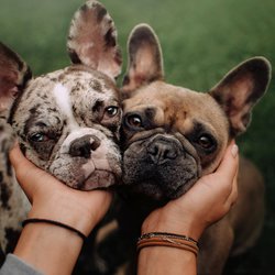 pets at the Oakley apartment homes in Tuscaloosa, AL